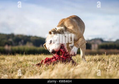 Hund rohe Hundefutter Stockfoto