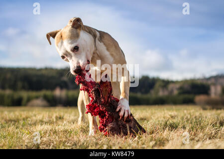 Hund rohe Hundefutter Stockfoto