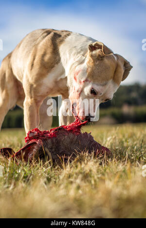 Hund rohe Hundefutter Stockfoto