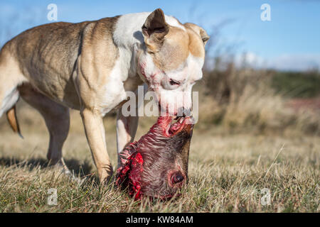 Hund rohe Hundefutter Stockfoto