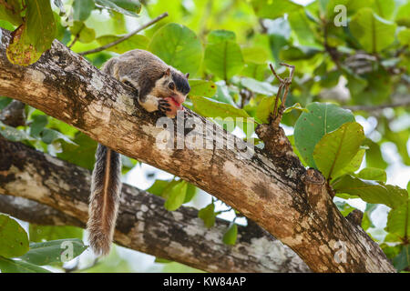 Sri Lankan Riese Eichhörnchen - Ratufa macroura Früchte essen auf dem Baum, Sri Lanka Stockfoto