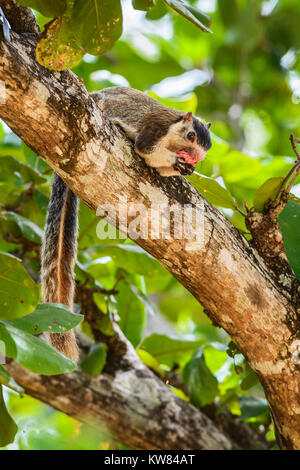 Sri Lankan Riese Eichhörnchen - Ratufa macroura Früchte essen auf dem Baum, Sri Lanka Stockfoto