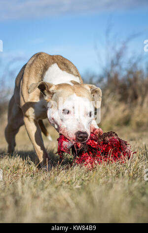 Hund rohe Hundefutter Stockfoto