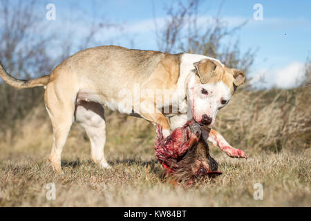 Hund rohe Hundefutter Stockfoto