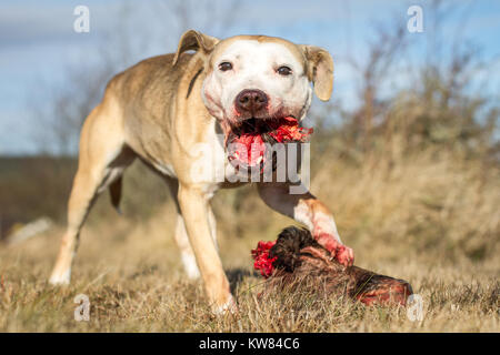 Hund rohe Hundefutter Stockfoto