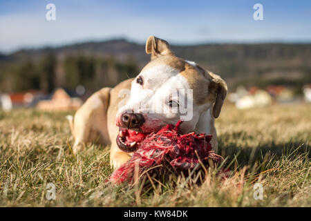 Hund rohe Hundefutter Stockfoto