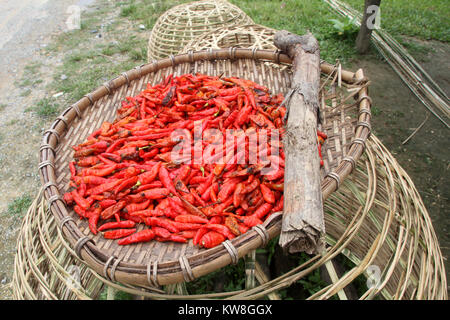 Red Pepper auf den Korb im Dorf, Laos Stockfoto