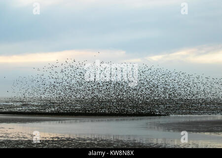 Blackpool, Lancashire. UK Wetter. 31. Dezember, 2017. Staren versammeln sich auf der North Pier in Blackpool in der Abenddämmerung Ansätze. In sehr windigen oder stürmischen Bedingungen diese riesige Massen von Zehntausenden von Vögel versammeln sich an der Küste vor dem Fliegen zu ihren Quartieren in den relativen Schutz der Pier Struktur. Diese Displays sind die Größten der letzten 12 Jahre gesehen, und hohe Attraktivität für Vogelbeobachter in den Bereich. Credit: MediaWorldImages/AlamyLiveNews. Stockfoto