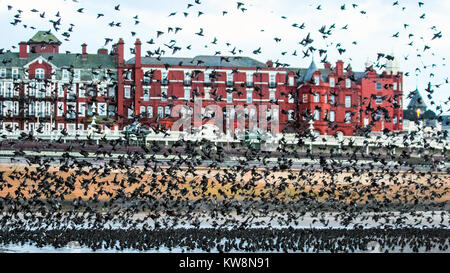 Blackpool, Lancashire. UK Wetter. 31. Dezember, 2017. Staren versammeln sich auf der North Pier in Blackpool in der Abenddämmerung Ansätze. In sehr windigen oder stürmischen Bedingungen diese riesige Massen von Zehntausenden von Vögel versammeln sich an der Küste vor dem Fliegen zu ihren Quartieren in den relativen Schutz der Pier Struktur. Diese Displays sind die Größten der letzten 12 Jahre gesehen, und hohe Attraktivität für Vogelbeobachter in den Bereich. Credit: MediaWorldImages/AlamyLiveNews. Stockfoto