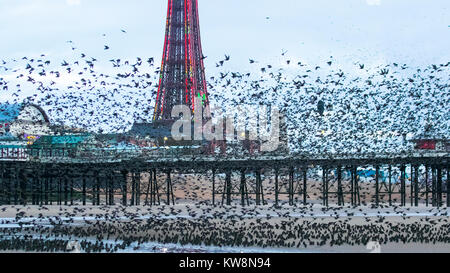 Blackpool, Lancashire. UK Wetter. 31. Dezember, 2017. Staren versammeln sich auf der North Pier in Blackpool in der Abenddämmerung Ansätze. In sehr windigen oder stürmischen Bedingungen diese riesige Massen von Zehntausenden von Vögel versammeln sich an der Küste vor dem Fliegen zu ihren Quartieren in den relativen Schutz der Pier Struktur. Diese Displays sind die Größten der letzten 12 Jahre gesehen, und hohe Attraktivität für Vogelbeobachter in den Bereich. Credit: MediaWorldImages/AlamyLiveNews. Stockfoto