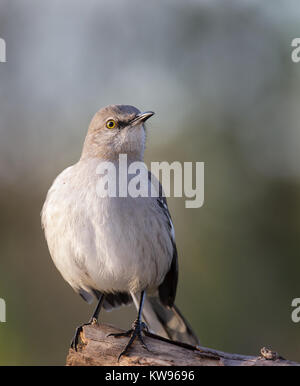 Die Northern mockingbird (Mimus polyglottos) ist ein Permanent Resident in Nordamerika und ist der einzige Mockingbird normalerweise in Nordamerika gefunden. Es ist bekannt für seine Intelligenz und die Fähigkeit zu imitieren die Rufe und Gesänge von anderen Vogel specicies. Es ist ein allesfresser Essen sowohl Samen und Insekten. Stockfoto