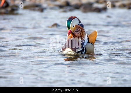 Mandarin Duck auf River Esk, Musselburgh, Schottland. Stockfoto