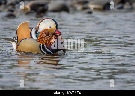 Mandarin Duck auf River Esk, Musselburgh, Schottland. Stockfoto