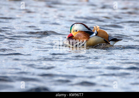 Mandarin Duck auf River Esk, Musselburgh, Schottland. Stockfoto