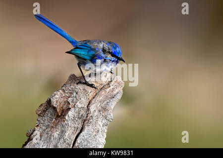 Splendid Fairy Wren (Malurus splendens), Perth, Western Australia. Stockfoto
