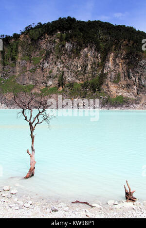 Baum in der kratersee Kawah Putih, in der Nähe von Bandung, Indonesien Stockfoto