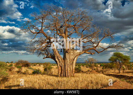 Affenbrotbaum (Adansonia digitata) in der Landschaft des Tarangire Nationalpark, Tansania, Afrika Stockfoto