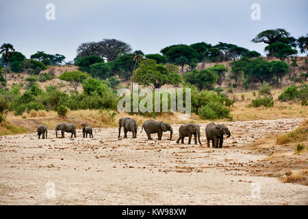 Herde der Afrikanischen Busch Elefanten, Loxodonta africana, im Tarangire Nationalpark, Tansania, Afrika Stockfoto