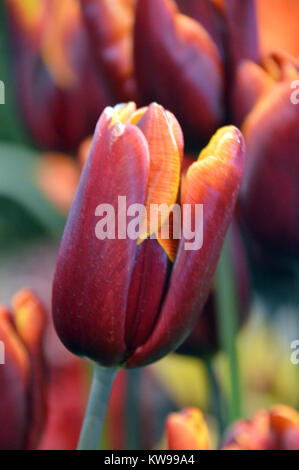 Nahaufnahme einer Tulpe (Abu Hassan) auf Anzeige an der Harrogate Frühjahr zeigen. Yorkshire, England, UK. Stockfoto