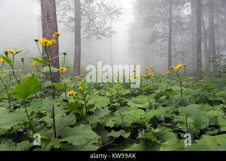 Wilde Pflanzen und fflowers araound den See Karagol, Borcka, Artvin Türkei. Stockfoto
