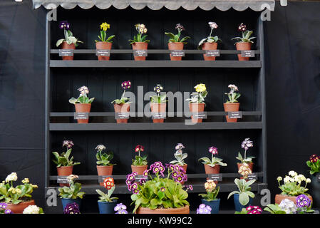 Gemischte Reihen von verschiedenen Primula Aurikel in Terracotta Töpfen auf dem Harrogate Frühjahr zeigen. Yorkshire, England, UK. Stockfoto