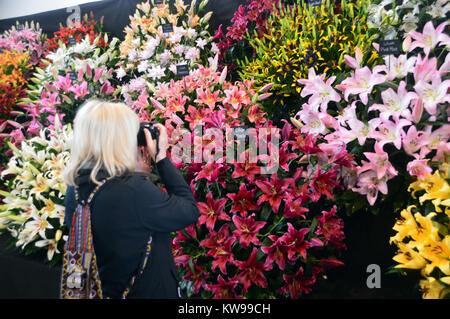 Eine Frau Fotograf Fotos von bunten Lilien auf dem Harrogate Frühjahr zeigen. Yorkshire, England, UK. Stockfoto