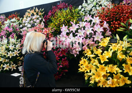 Eine Frau Fotograf Fotos von bunten Lilien auf dem Harrogate Frühjahr zeigen. Yorkshire, England, UK. Stockfoto