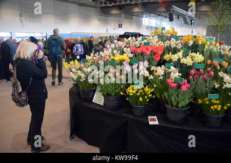 Eine Frau Fotograf Fotos von einem bunten Anzeige der Tulpen und Narzissen auf dem Harrogate Frühjahr zeigen. Yorkshire, England, UK. Stockfoto