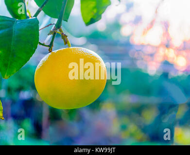 Nahaufnahme der Gelbe Grapefruit auf dem Baum im Garten Stockfoto