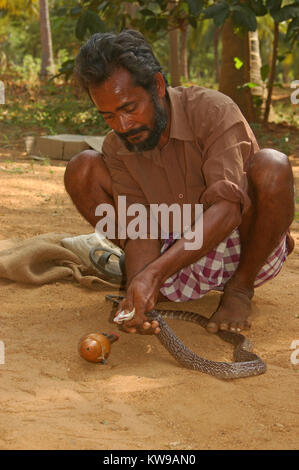 TIRUNELVELI, Tamil Nadu, Indien, 28. Februar 2009: Snake catcher Milch einige Tropfen des indischen Cobra venom auf seinen am 28. Februar 2009 in der Tam Pfeifen Stockfoto