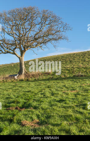 Isolierte alte Eiche in der Mitte eines Feldes, mit tierischen feeder Trog an seiner Basis - mit kopieren. Landschaft im Winter Konzept, blattlosen Baum. Stockfoto