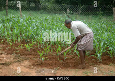 TAMIL NADU, INDIEN, ca. 2009: unbekannter Mann hacken Unkraut um eine Maisernte, circa 2009 in Tamil Nadu, Indien. Stockfoto