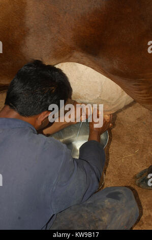 TAMIL NADU, INDIEN, ca. 2009: unbekannter Mann indischen Milch einer Kuh von Hand, ca. 2009 in Tamil Nadu, Indien. Viel der indischen Wirtschaft beruht noch auf o Stockfoto