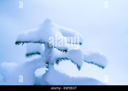 Nahaufnahme von oben auf eine Tanne stark mit Schnee bedeckt mit ome grünen Nadeln angezeigt. Hintergrund verschwommen weiß, auf drei im Vordergrund konzentrieren. Stockfoto