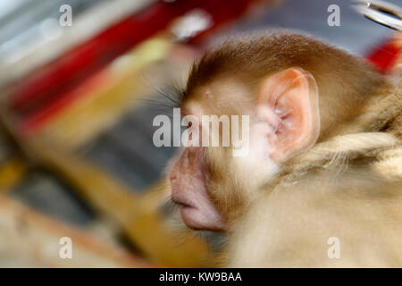 Monkey Grausamkeit, gefesselt und eingesperrt. Bangladesch Stockfoto