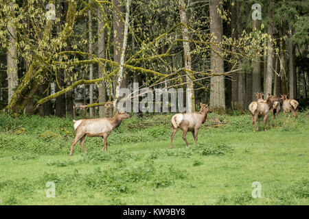 Herde von männlichen und weiblichen Roosevelt elk am Northwest Trek Wildlife Park in der Nähe von Eatonville, Washington, USA Stockfoto