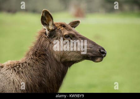 Frau Roosevelt elk Portrait am Northwest Trek Wildlife Park in der Nähe von Eatonville, Washington, USA Stockfoto