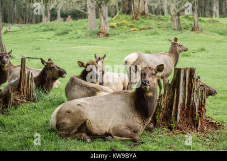 Herde von weiblichen Roosevelt elk Kühe am Northwest Trek Wildlife Park in der Nähe von Eatonville, Washington, USA ruhen Stockfoto