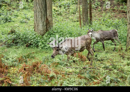 Zwei (männlich und weiblich) Caribou am Northwest Trek Wildlife Park in der Nähe von Eatonville, Washington, USA Stockfoto