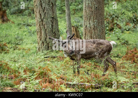 Männliche Caribou mit samtigem Geweih am Northwest Trek Wildlife Park in der Nähe von Eatonville, Washington, USA Stockfoto