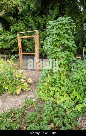 Gelb pol Bohnen wachsen auf einem Gitter, mit Erdbeeren im Vordergrund, in Issaquah, Washington, USA. Stockfoto