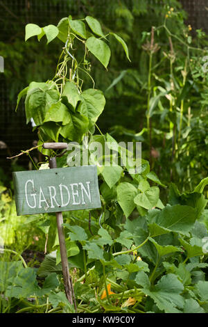 Garten Zeichen auf alten Schaufel Griff, mit Wachs Bohnen, Mais und Kürbis am Mirrormont Pea Patch gemeinschaft Garten in Issaquah, Washington, USA. Stockfoto