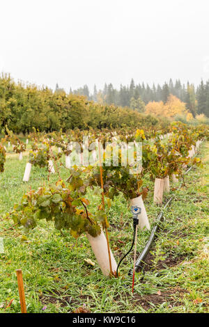 Junge Weinreben im Herbst Regen in der Nähe von Hood River, Oregon, USA. Sie sind mit Reben bedeckt, wodurch ebenfalls das Wachstum beschleunigen geschützt. Stockfoto