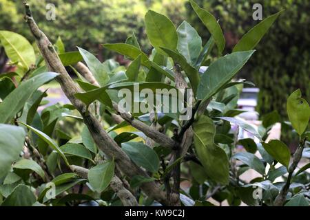 Schwere Gallen Wespe Schaden auf suburban Lemon Tree. Stockfoto