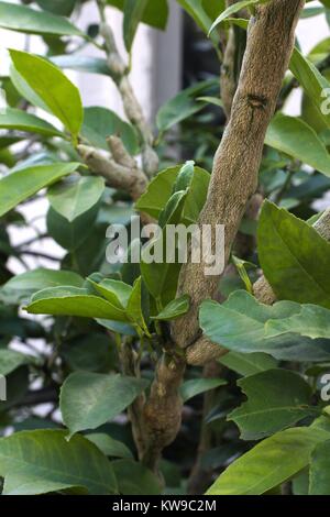 Schwere Gallen Wespe Schaden auf suburban Lemon Tree. Stockfoto