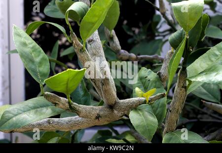 Schwere Gallen Wespe Schaden auf suburban Lemon Tree. Stockfoto