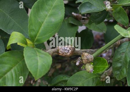 Schwere Gallen Wespe Schaden auf suburban Lemon Tree. Stockfoto