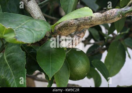 Schwere Gallen Wespe Schaden auf suburban Lemon Tree. Stockfoto