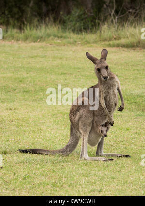 Australian native Känguruh Mutter mit Baby Joey im Beutel stehen im Feld Stockfoto