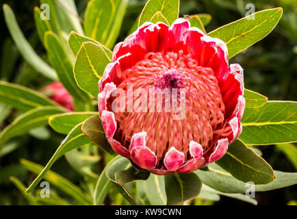 Rot große tropische Protea sugarbush Blume Blüte gegen grüne Blätter Stockfoto